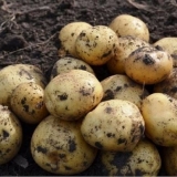 Sorta krompira riviera: karakteristike, recenzije